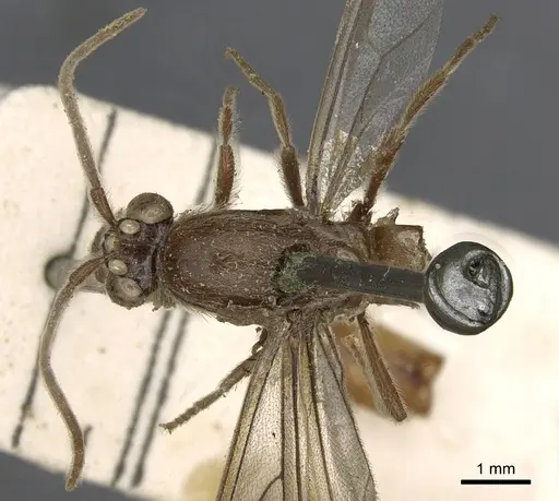 Neivamyrmex erichsonii specimen CASENT0901964 image casent0901964_1