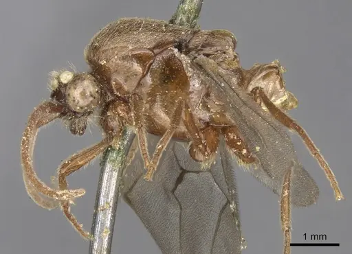 Neivamyrmex erichsonii specimen CASENT0901964 image casent0901964_3