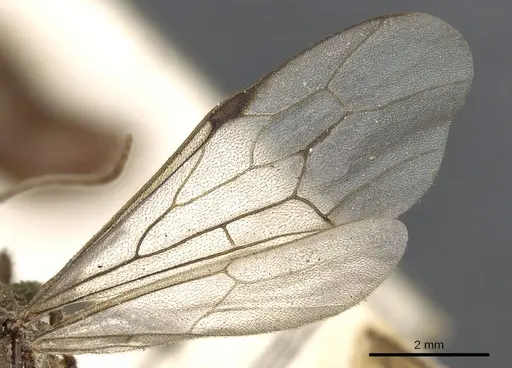Neivamyrmex erichsonii specimen CASENT0901964 image casent0901964_4