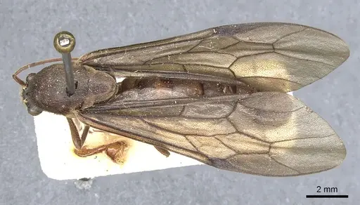 Neivamyrmex falcifer specimen CASENT0903742 image casent0903742_1