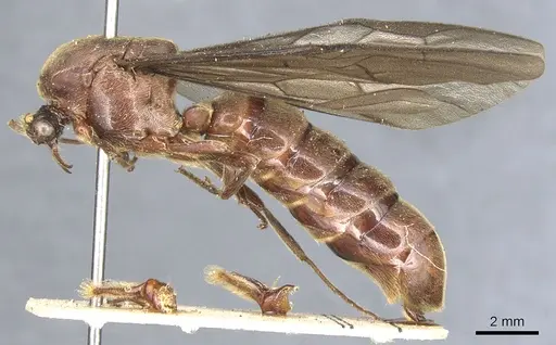 Neivamyrmex falcifer specimen CASENT0903742 image casent0903742_3