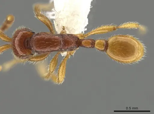 Neivamyrmex fumosus specimen CASENT0625244 image casent0625244_1