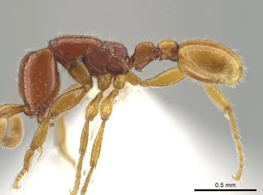 Neivamyrmex fumosus specimen CASENT0625244 image casent0625244_3