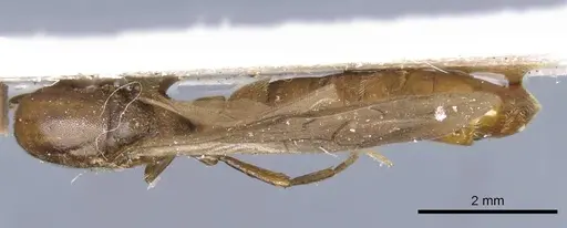 Neivamyrmex fumosus specimen CASENT0905969 image casent0905969_1