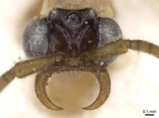 Neivamyrmex fumosus specimen CASENT0905969 image casent0905969_2