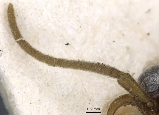 Neivamyrmex fumosus specimen CASENT0905969 image casent0905969_3