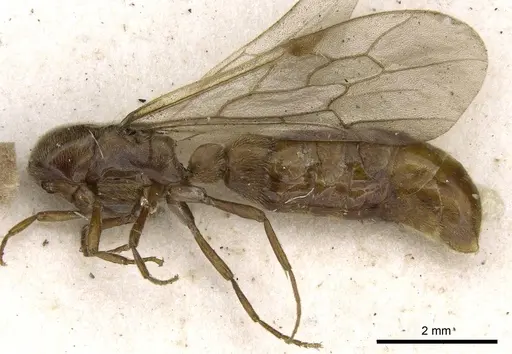Neivamyrmex fumosus specimen CASENT0905969 image casent0905969_4