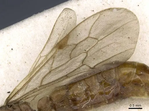 Neivamyrmex fumosus specimen CASENT0905969 image casent0905969_5