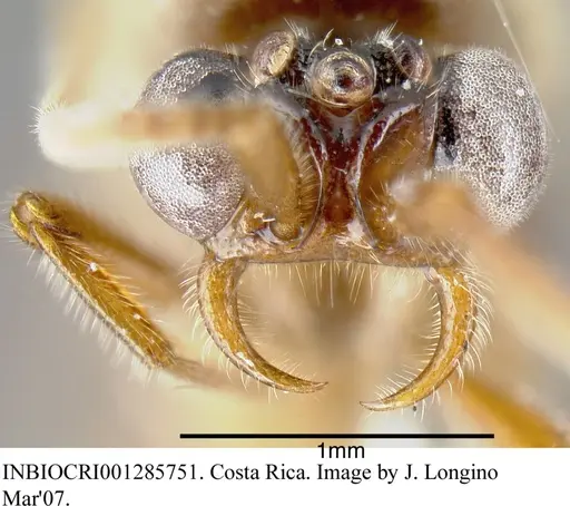 Neivamyrmex fumosus specimen INBIOCRI001285751 image inbiocri001285751_1