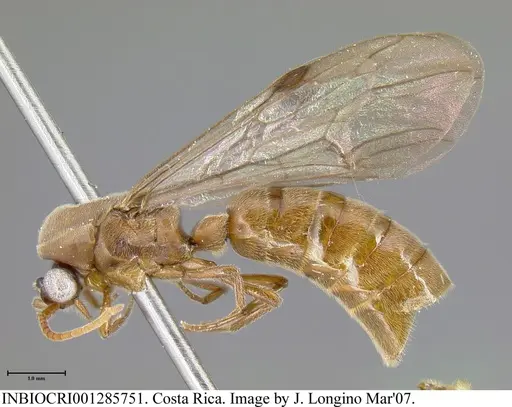 Neivamyrmex fumosus specimen INBIOCRI001285751 image inbiocri001285751_2