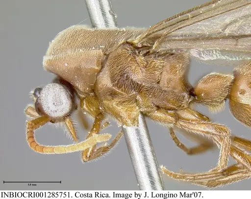 Neivamyrmex fumosus specimen INBIOCRI001285751 image inbiocri001285751_3