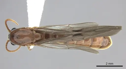 Neivamyrmex fumosus specimen JTLC000014967 image jtlc000014967_1
