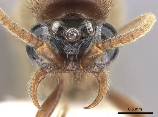 Neivamyrmex fumosus specimen JTLC000014967 image jtlc000014967_2