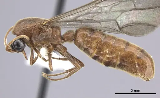 Neivamyrmex fumosus specimen JTLC000014967 image jtlc000014967_3
