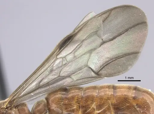 Neivamyrmex fumosus specimen JTLC000014967 image jtlc000014967_4