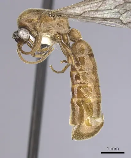 Neivamyrmex fuscipennis specimen CASENT0249483 image casent0249483_3