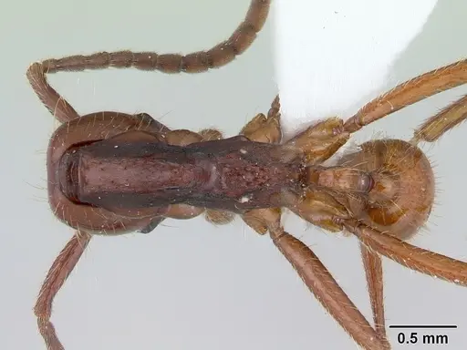 Neivamyrmex gibbatus specimen CASENT0178602 image casent0178602_1
