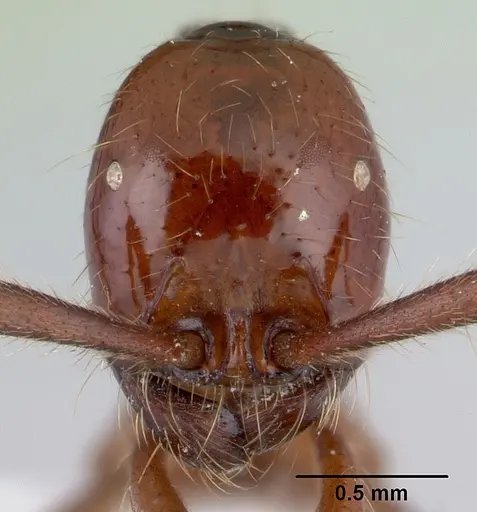Neivamyrmex gibbatus specimen CASENT0178602 image casent0178602_2