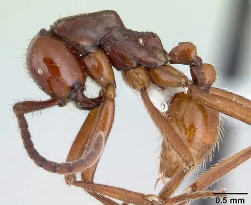 Neivamyrmex gibbatus specimen CASENT0178602 image casent0178602_3