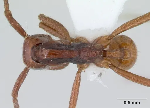 Neivamyrmex gibbatus specimen CASENT0178603 image casent0178603_1