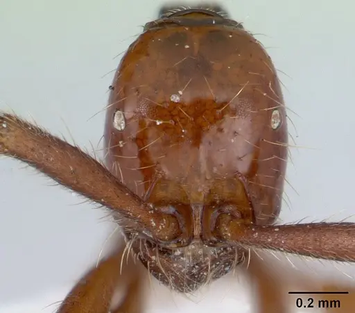 Neivamyrmex gibbatus specimen CASENT0178603 image casent0178603_2