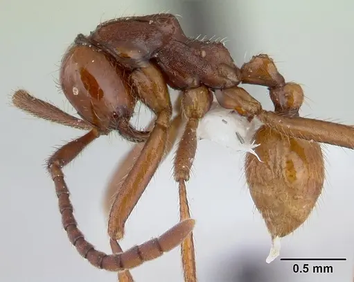 Neivamyrmex gibbatus specimen CASENT0178603 image casent0178603_3