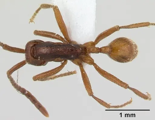 Neivamyrmex gibbatus specimen CASENT0179471 image casent0179471_1