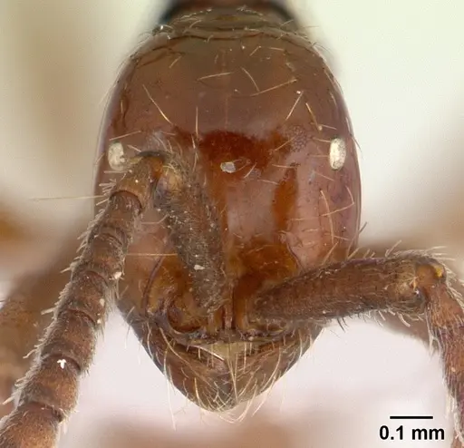Neivamyrmex gibbatus specimen CASENT0179471 image casent0179471_2