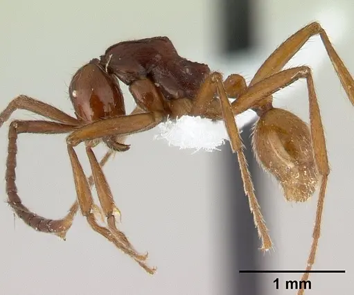 Neivamyrmex gibbatus specimen CASENT0179471 image casent0179471_3