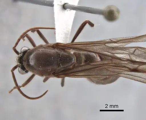 Neivamyrmex gibbatus specimen CASENT0619821 image casent0619821_1