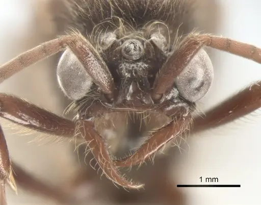 Neivamyrmex gibbatus specimen CASENT0619821 image casent0619821_2