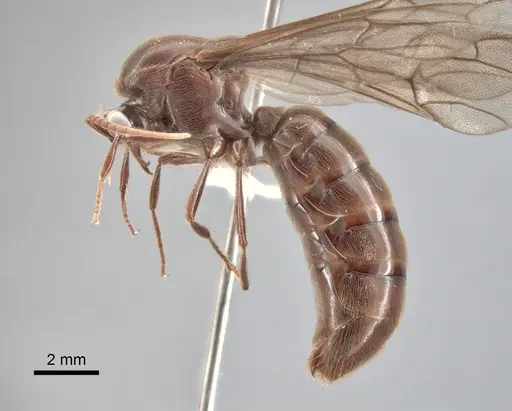 Neivamyrmex gibbatus specimen CASENT0619821 image casent0619821_3