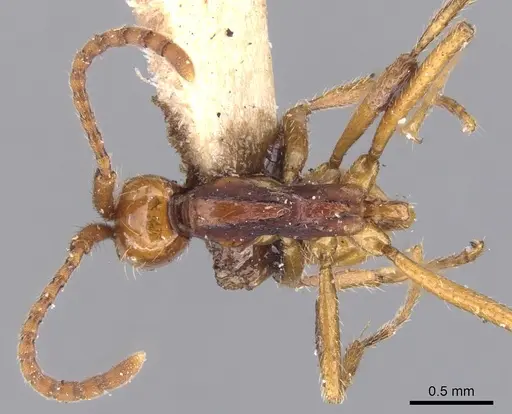 Neivamyrmex gibbatus specimen CASENT0902648 image casent0902648_1