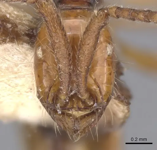 Neivamyrmex gibbatus specimen CASENT0902648 image casent0902648_2