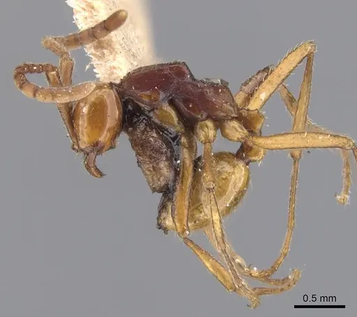 Neivamyrmex gibbatus specimen CASENT0902648 image casent0902648_3