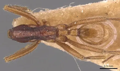 Neivamyrmex gibbatus specimen CASENT0905728 image casent0905728_1