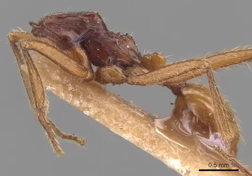 Neivamyrmex gibbatus specimen CASENT0905728 image casent0905728_2