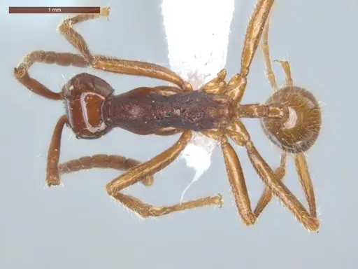 Neivamyrmex gibbatus specimen ECOFOG-MI15-0279-21 image ecofog-mi15-0279-21_1