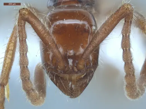 Neivamyrmex gibbatus specimen ECOFOG-MI15-0279-21 image ecofog-mi15-0279-21_2