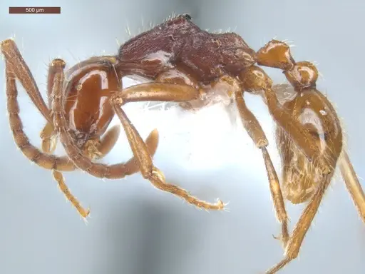 Neivamyrmex gibbatus specimen ECOFOG-MI15-0279-21 image ecofog-mi15-0279-21_3