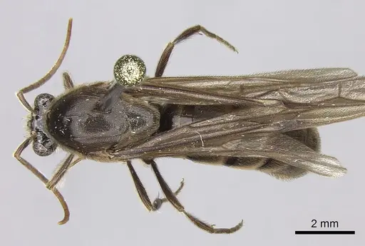 Neivamyrmex gibbatus specimen INB0003692992 image inb0003692992_1