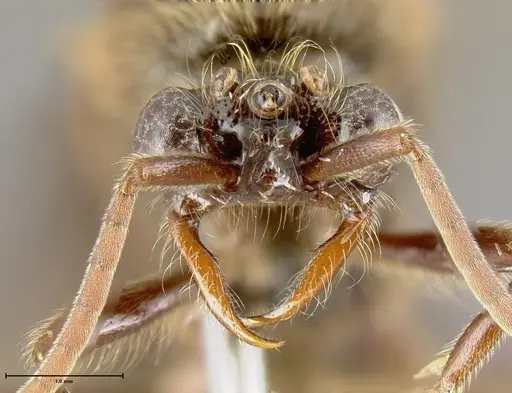 Neivamyrmex gibbatus specimen INB0003692992 image inb0003692992_3