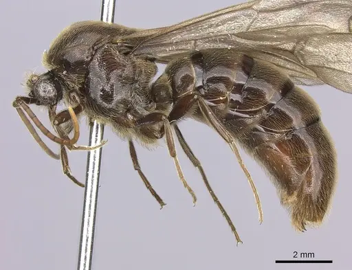 Neivamyrmex gibbatus specimen INB0003692992 image inb0003692992_4