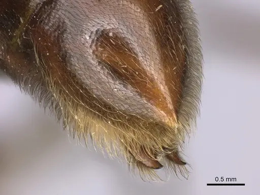 Neivamyrmex gibbatus specimen INB0003692992 image inb0003692992_5