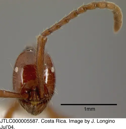 Neivamyrmex gibbatus specimen JTLC000005587 image jtlc000005587_1