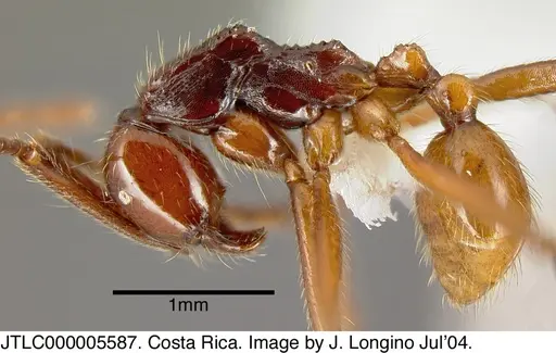 Neivamyrmex gibbatus specimen JTLC000005587 image jtlc000005587_2