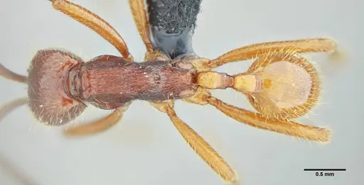 Neivamyrmex gibbatus specimen UFV-LABECOL-003530 image ufv-labecol-003530_1