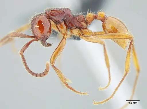 Neivamyrmex gibbatus specimen UFV-LABECOL-003530 image ufv-labecol-003530_3