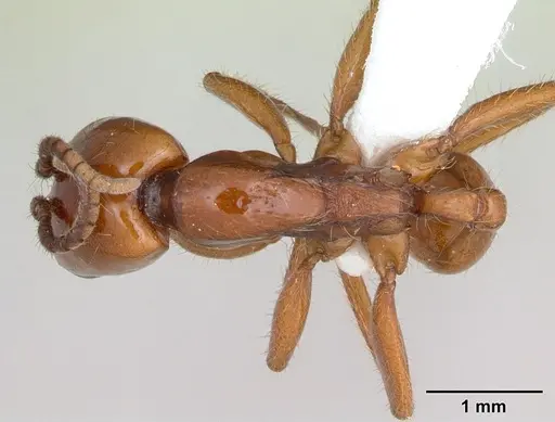 Neivamyrmex goeldii specimen CASENT0173524 image casent0173524_1
