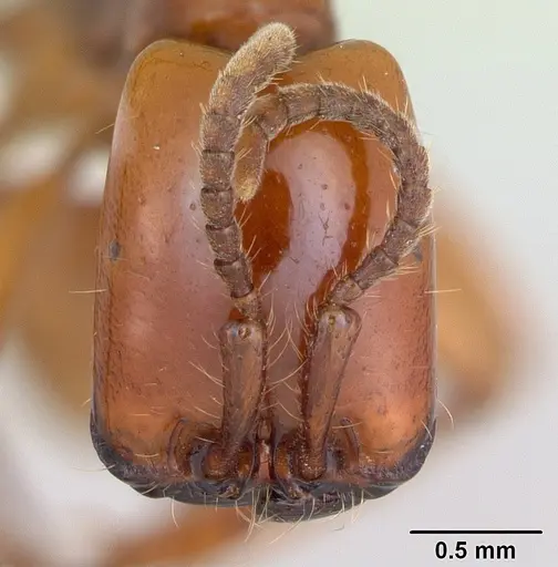 Neivamyrmex goeldii specimen CASENT0173524 image casent0173524_2